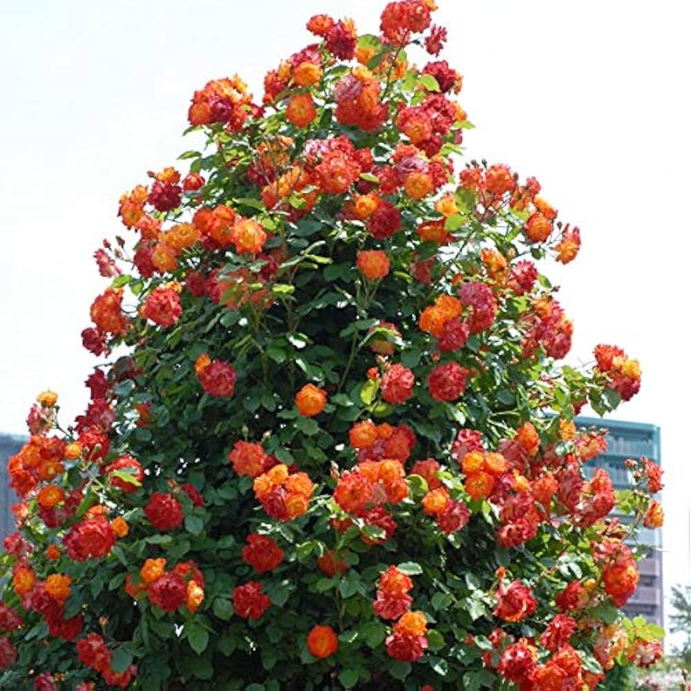 覚醒の鼓動　バラ　デッキパーツ　赤　緑　青　黄 覚醒の鼓動 バラ デッキパーツ 赤 緑 青 黄 覚醒の鼓動 バラ